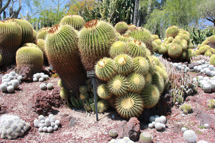 Walking in the Huntington Gardens March 2017