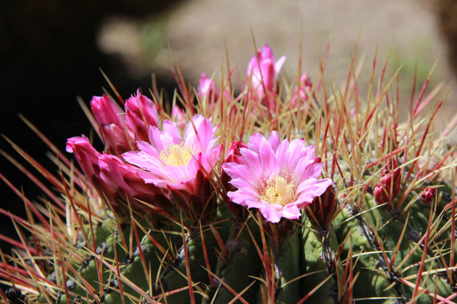 Walking in the Huntington Gardens March 2017