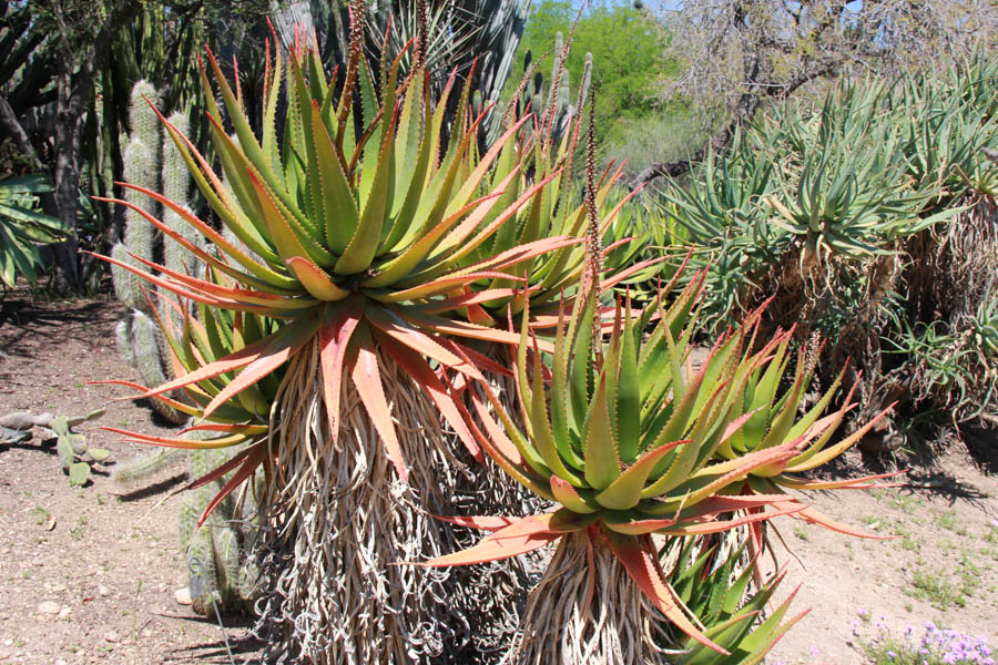 Walking in the Huntington Gardens March 2017