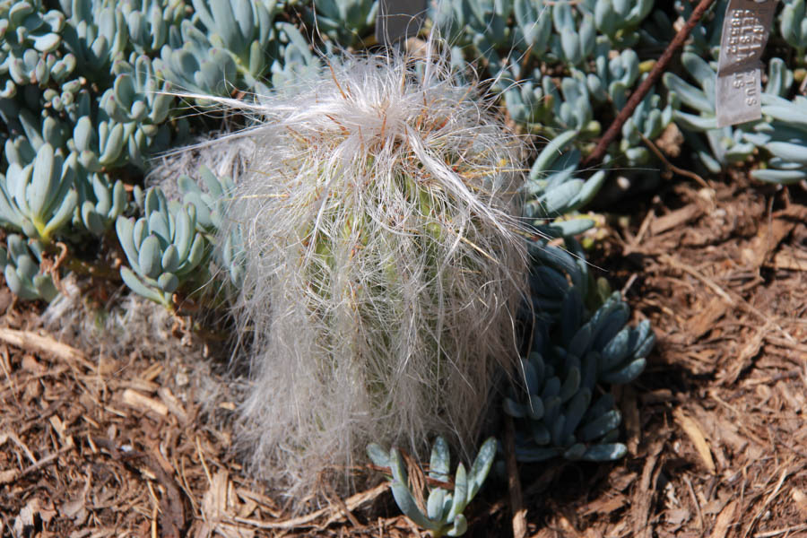 Walking in the Huntington Gardens March 2017