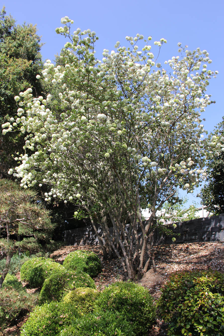 Visiting the Huntington April 2018 with the Finch's