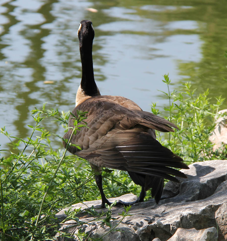 Visiting the Huntington April 2018 with the Finch's