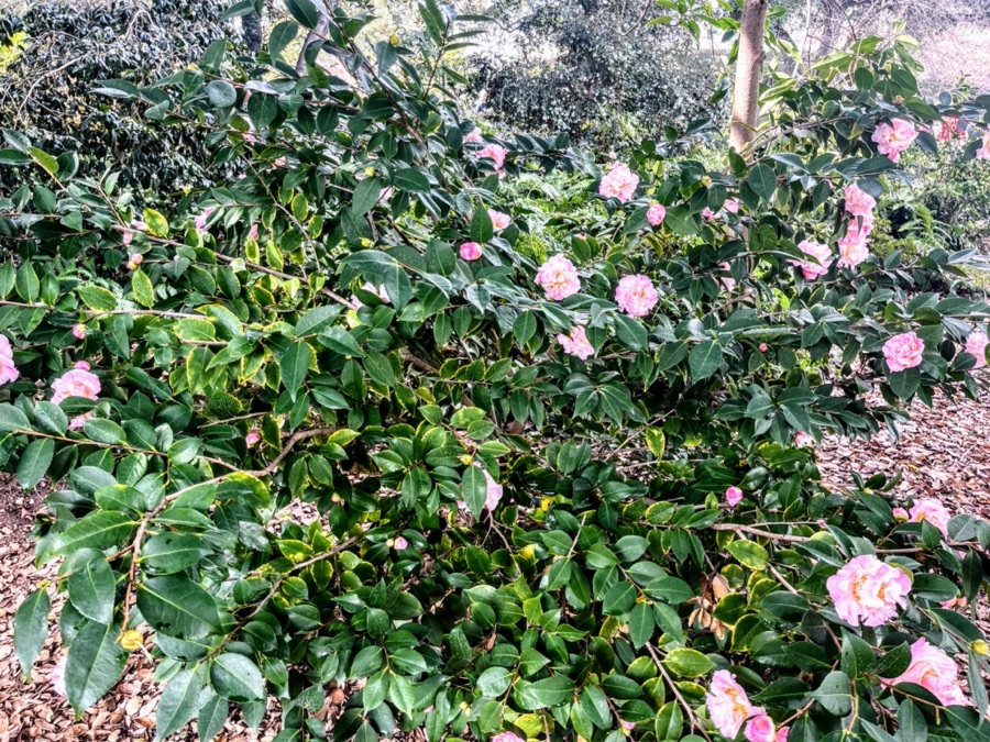 Celebrating Chinese New Year At Huntington Gardens 2/5/2023