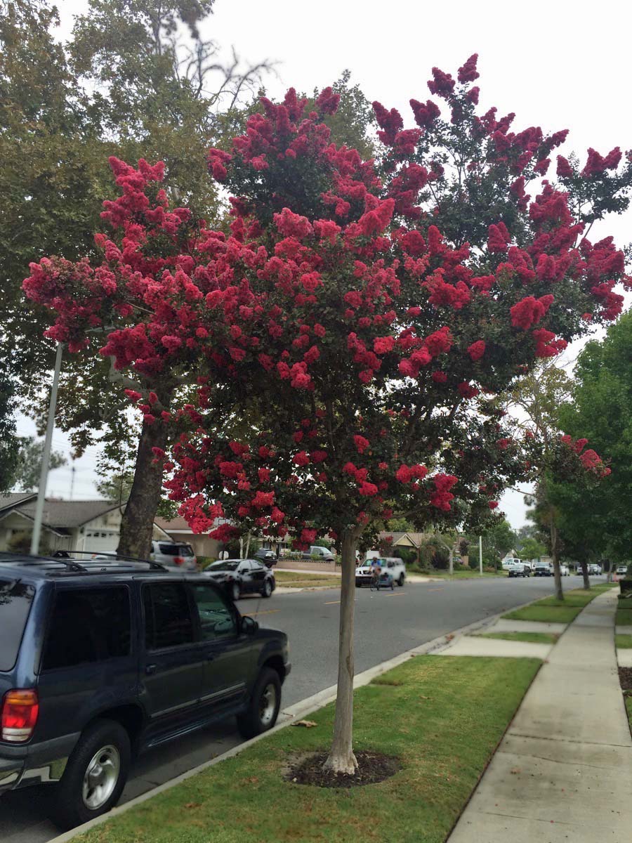 Walking in Rossmoor August 2015