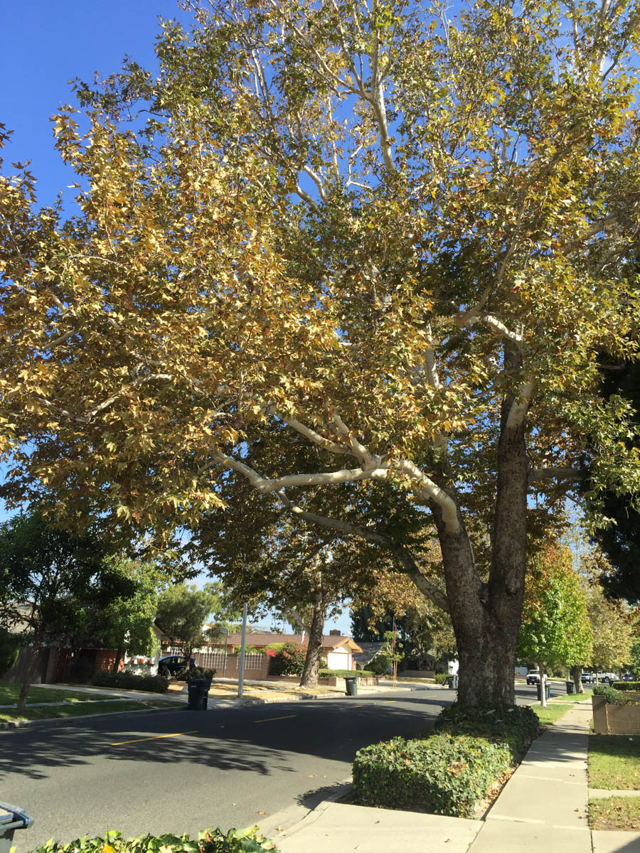 Walking Rossmoor in September 2016