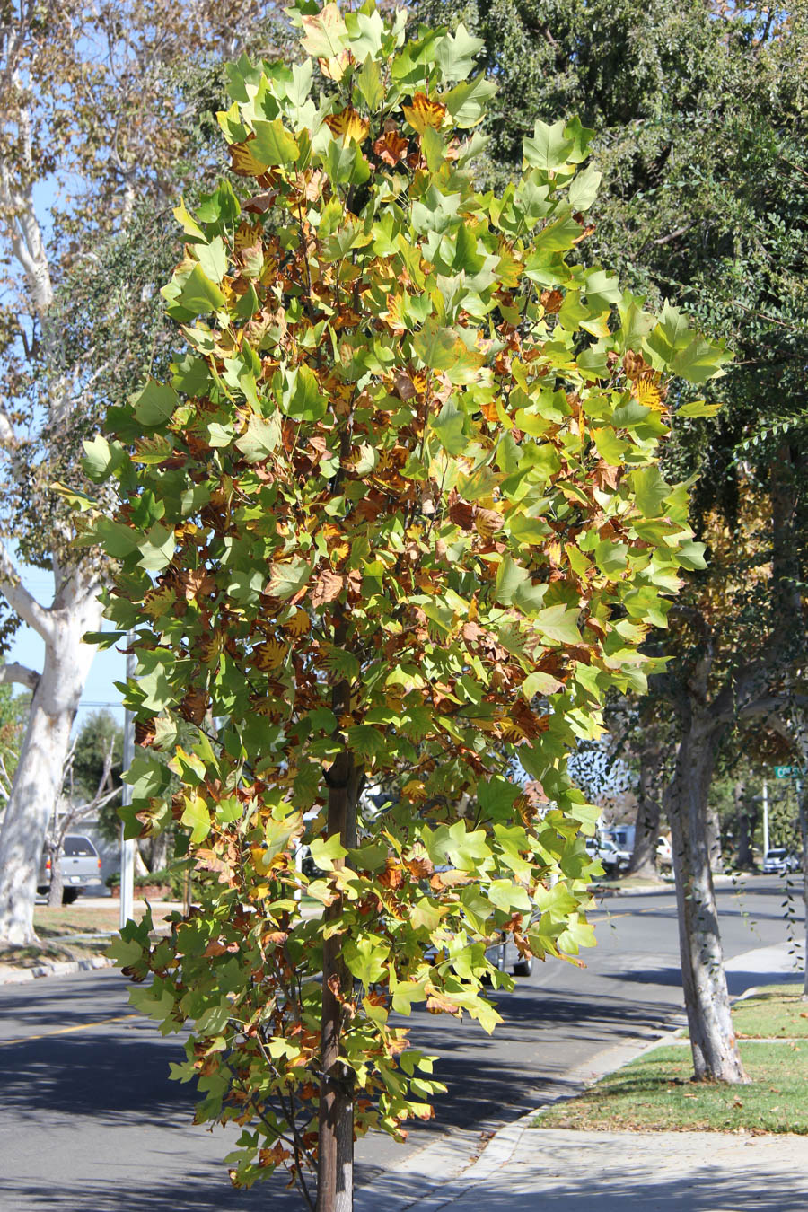 Walking around Rossmoor during October 2016 can be an adventure!