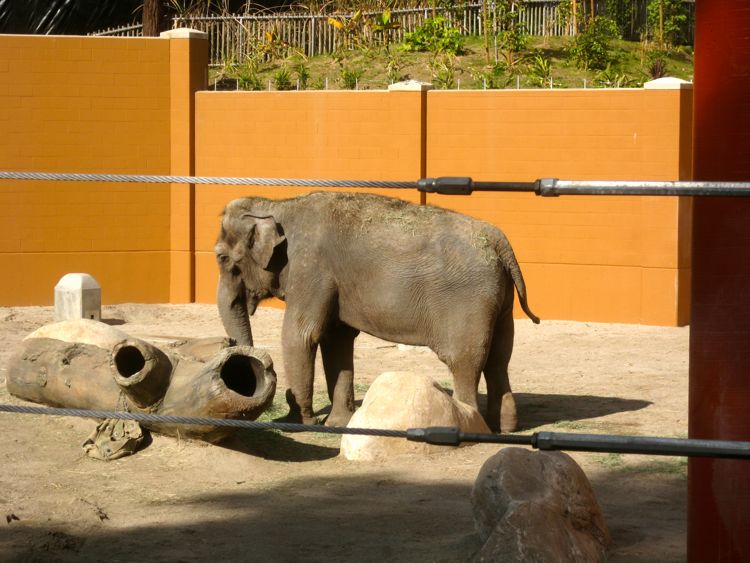 Visit to the LA Zoo Christmas 2010