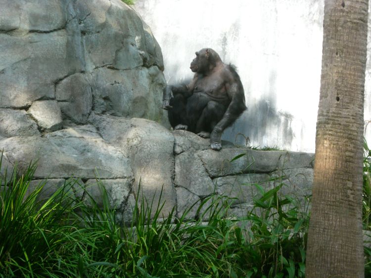 Visit to the LA Zoo Christmas 2010