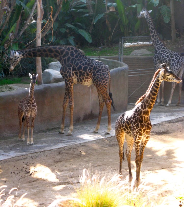 Visit to the LA Zoo Christmas 2010