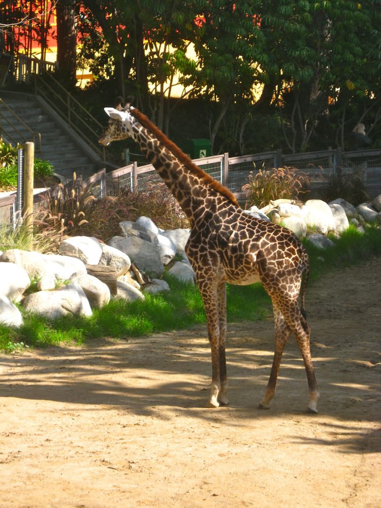 Visit to the LA Zoo Christmas 2010