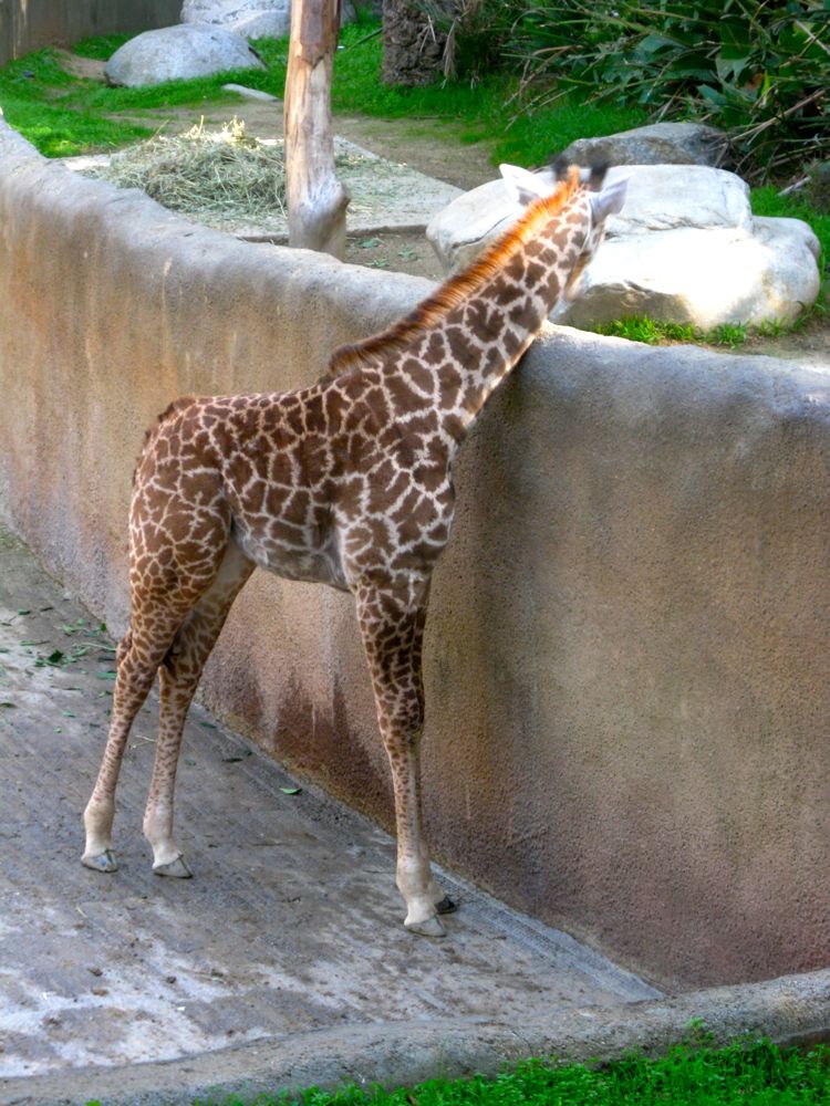 Visit to the LA Zoo Christmas 2010