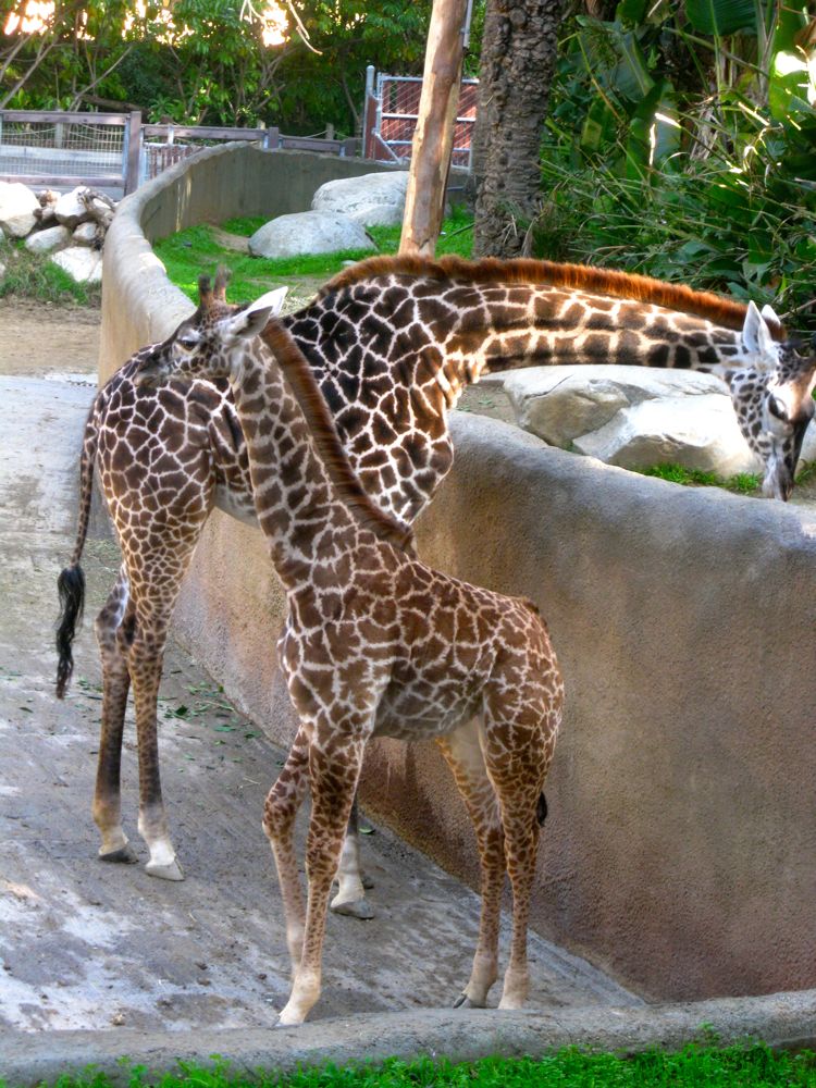 Visit to the LA Zoo Christmas 2010