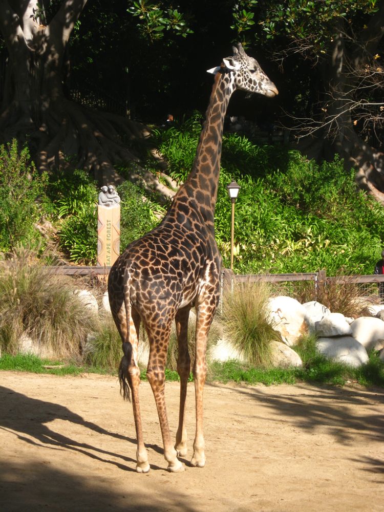 Visit to the LA Zoo Christmas 2010