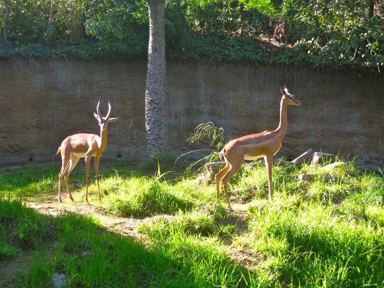 Visit to the LA Zoo Christmas 2010