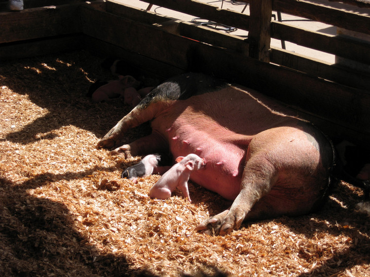 At the fair on opening day