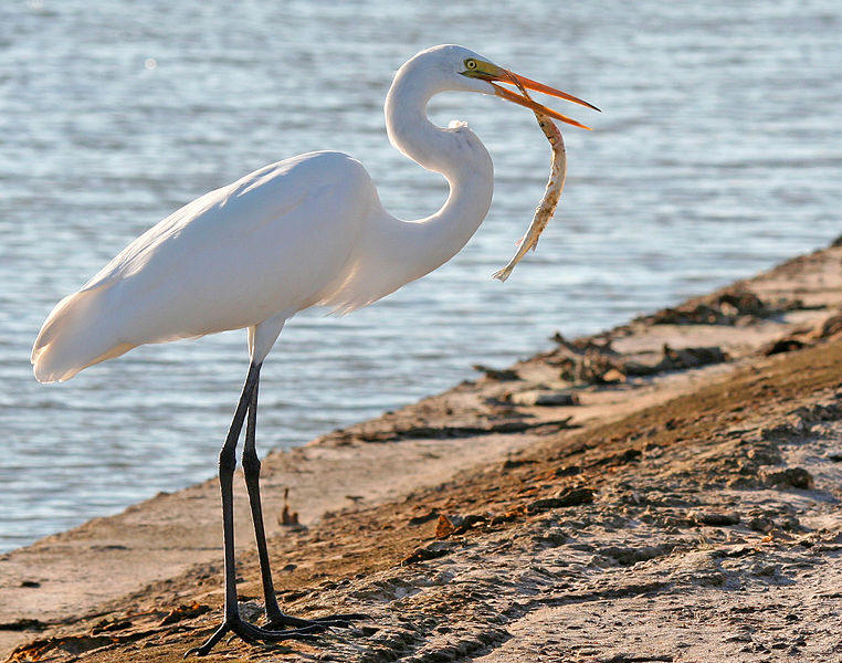 egret