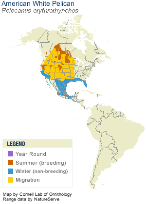 Pelican map