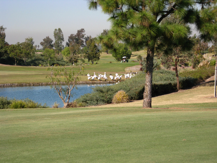 Old Ranch pelicans come to visit 2008