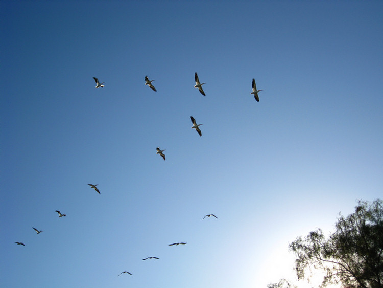 Old Ranch pelicans come to visit 2008