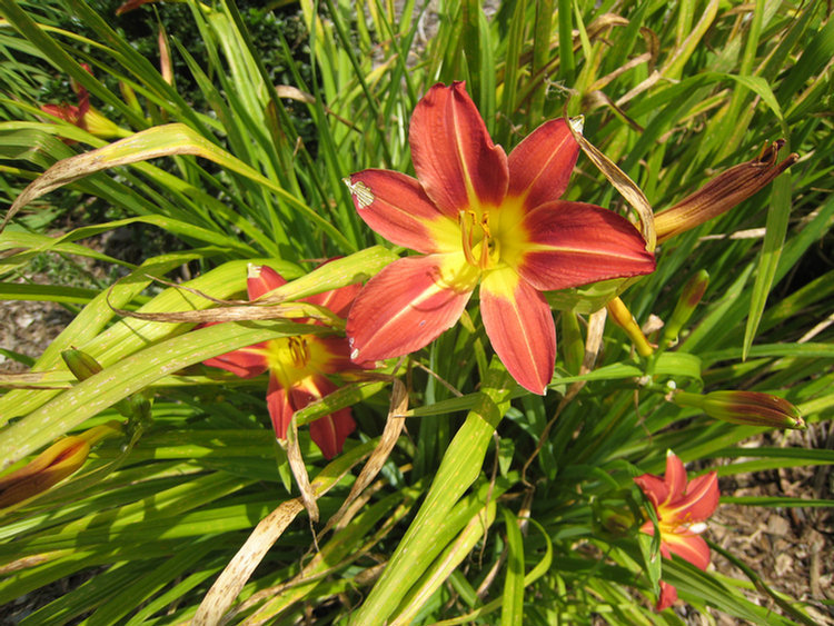 Old Ranch Flowers & Plants