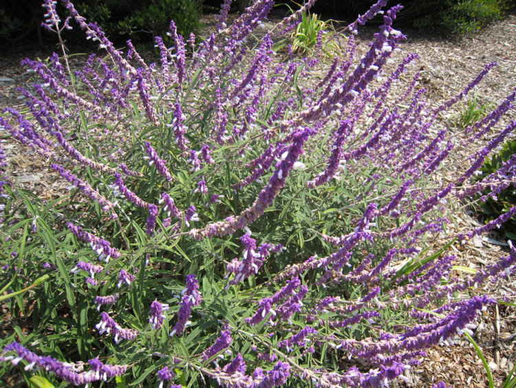 Old Ranch Flowers & Plants