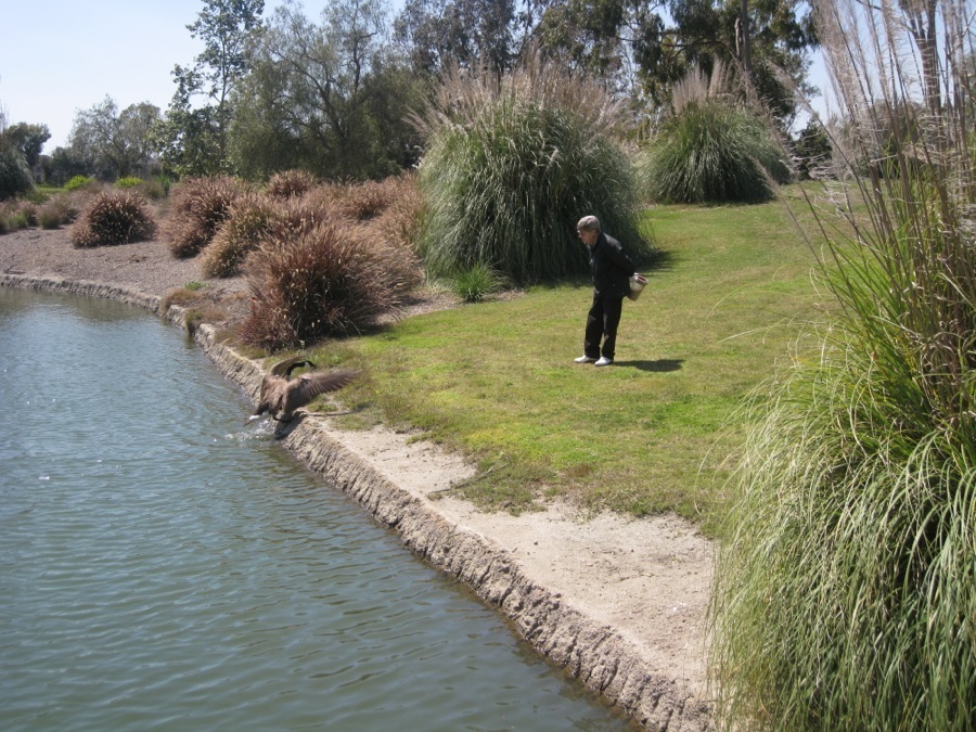 Canadian Geese at Old Ranch April 2014