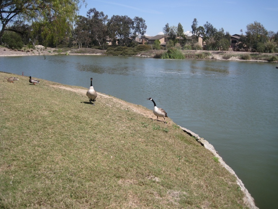 Canadian Geese at Old Ranch April 2014