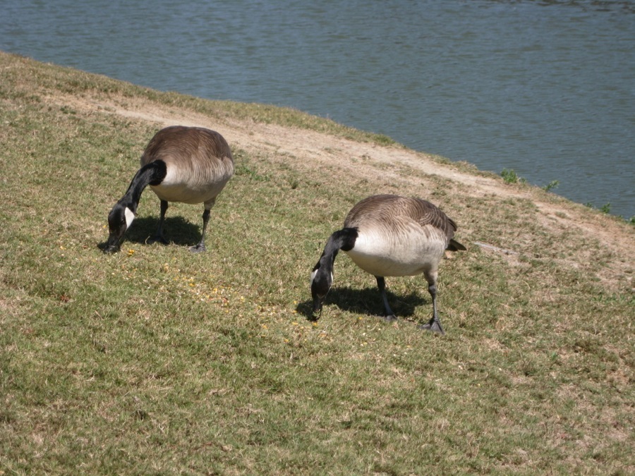 Canadian Geese at Old Ranch April 2014