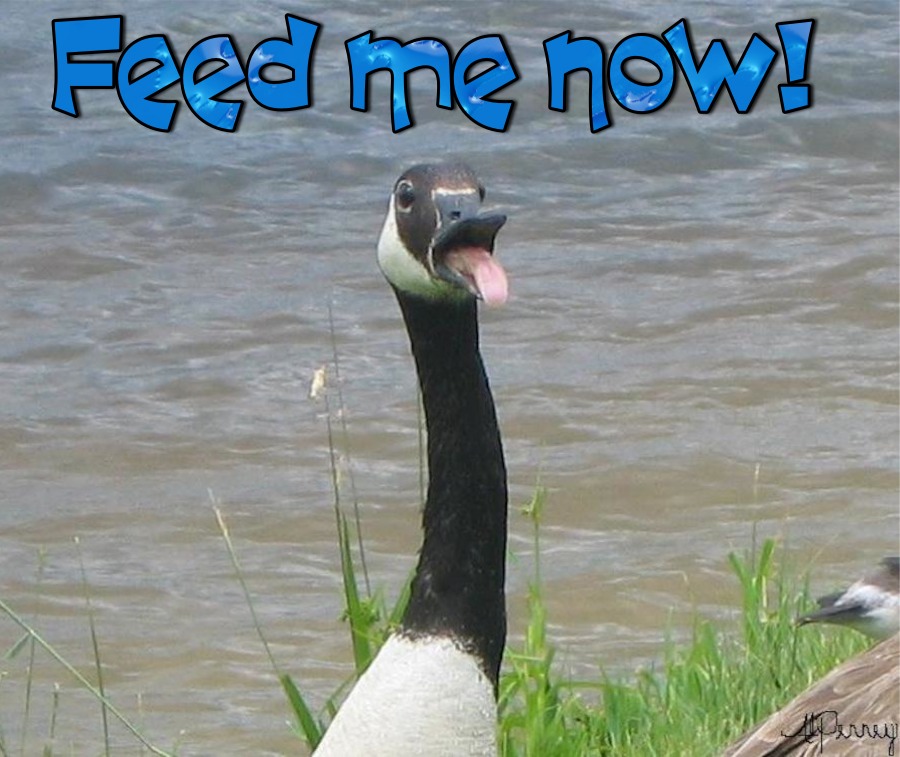 Canadian Geese at Old Ranch April 2014