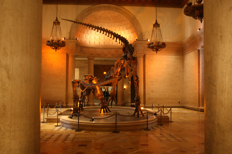 Hall Of North American Mamals