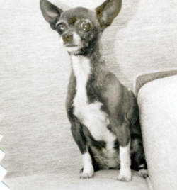 Sue's first chihuahua