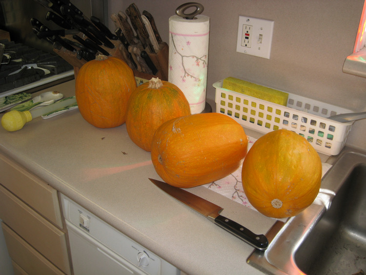 Four pumpkins from our year, which one will we use??