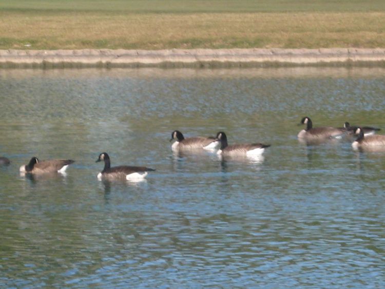 Thanksgiving Golf November 2010