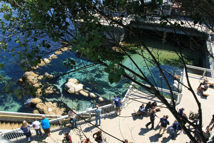 Monterey Aquarium Page Two - 2008