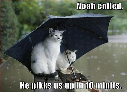 Cats and the rain